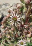 Sempervivum tectorum