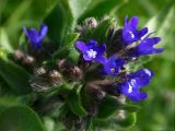 Anchusa officinalis