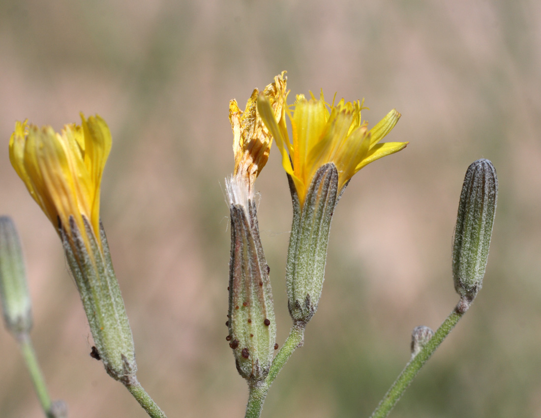 Изображение особи Chondrilla lejosperma.