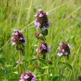 Thymus pulegioides