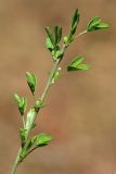 Chamaecytisus variety ssyreiszczikowii