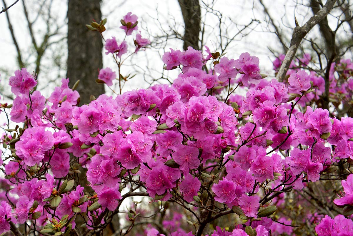 Изображение особи Rhododendron sichotense.