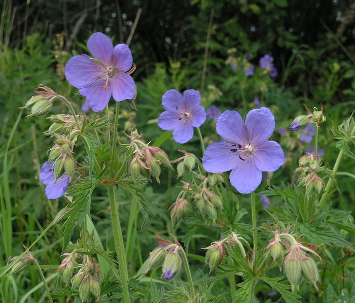 Изображение особи Geranium pratense.