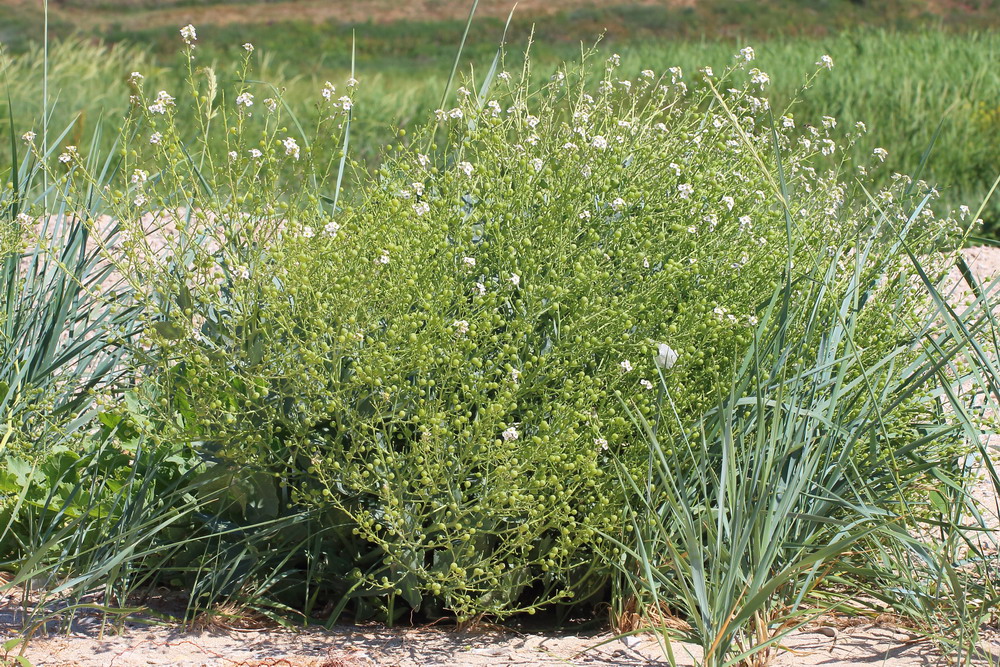 Изображение особи Crambe maritima.