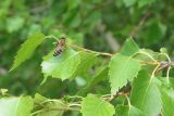 Betula pendula