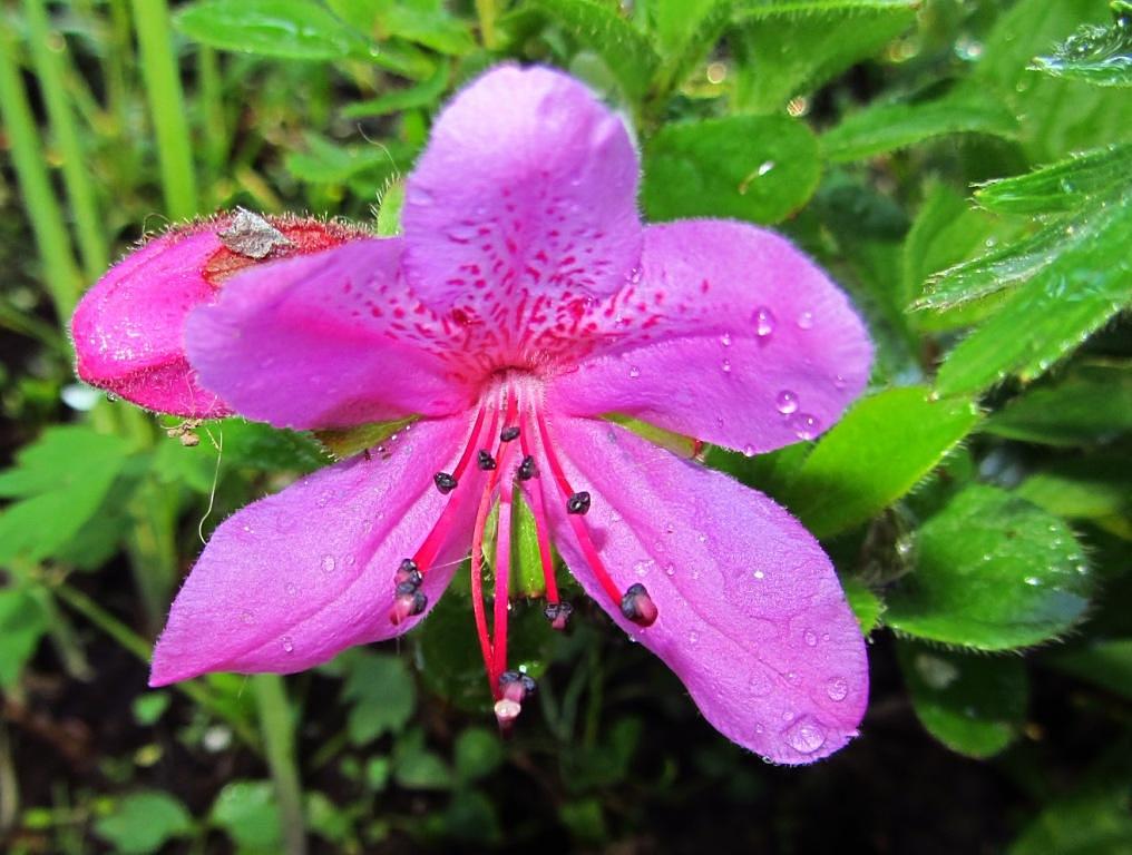 Изображение особи Rhododendron camtschaticum.