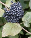 Viburnum lantana. Часть побега с созревшим соплодием и листьями. Германия, г. Кемпен, в городском саду. 21.08.2014.