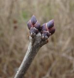 Syringa vulgaris