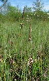 Carex limosa