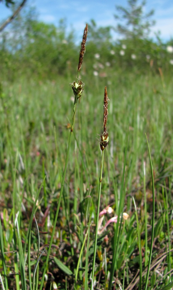 Изображение особи Carex limosa.