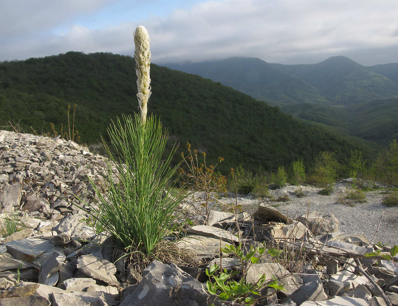 Изображение особи Asphodeline taurica.