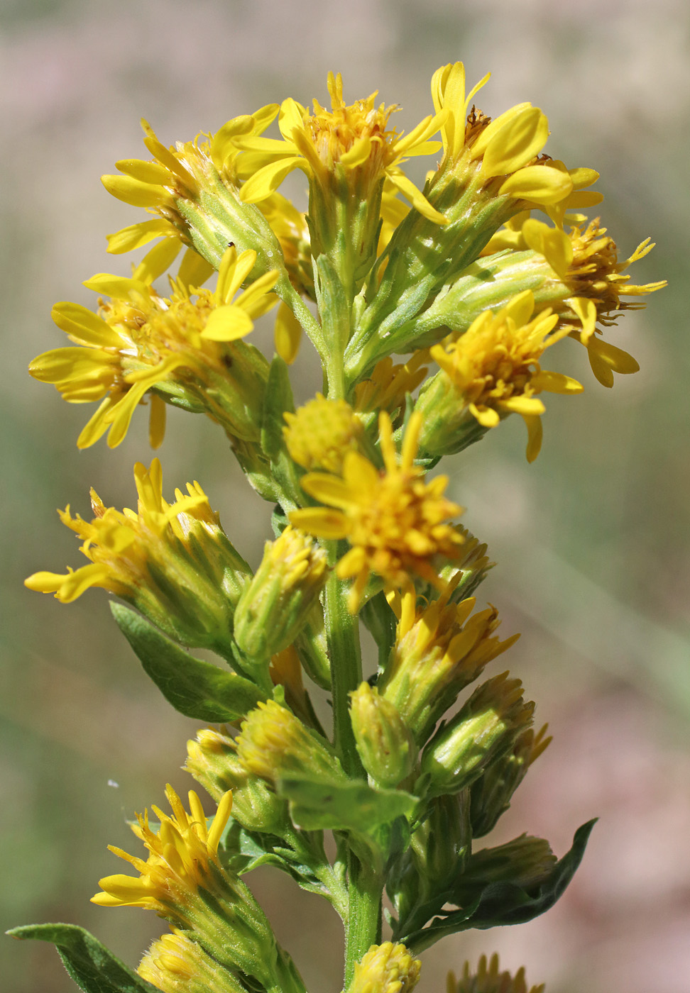 Изображение особи Solidago virgaurea ssp. dahurica.