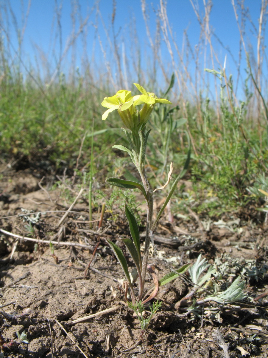 Изображение особи Erysimum canescens.