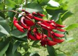 Erythrina crista-galli