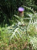 Cynara scolymus