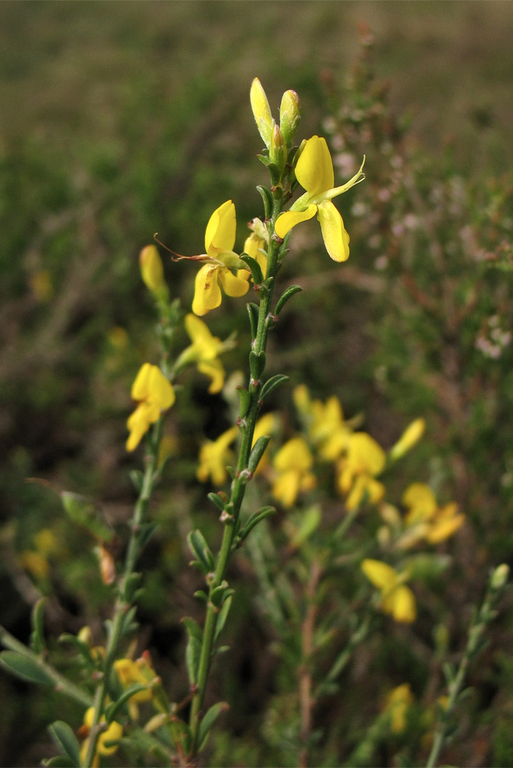 Изображение особи Genista pilosa.