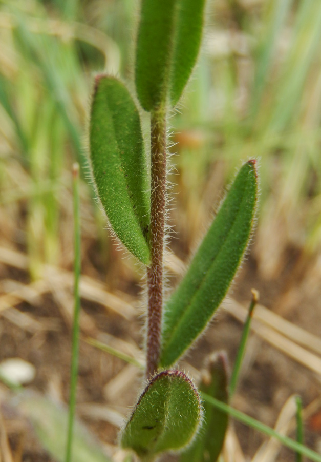 Изображение особи Camelina microcarpa.