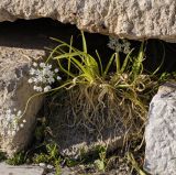 Allium neapolitanum