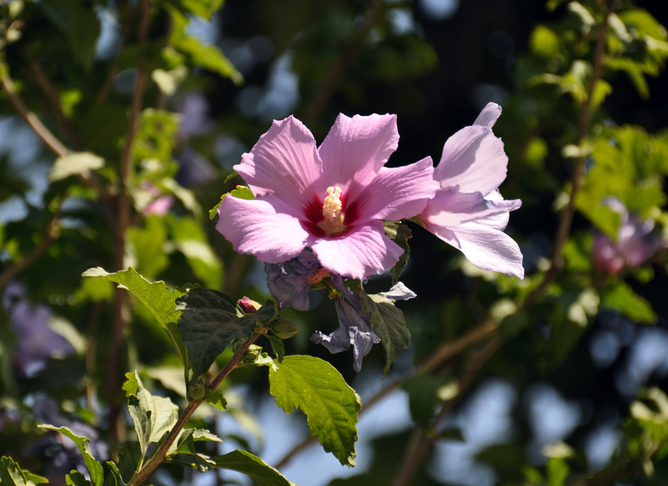 Изображение особи Hibiscus syriacus.