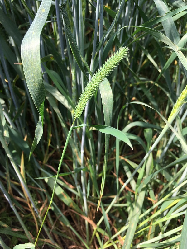 Изображение особи Phleum paniculatum.