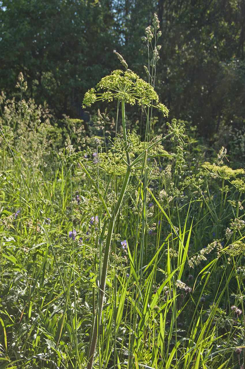 Изображение особи Heracleum sibiricum.