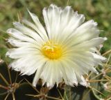 Astrophytum ornatum