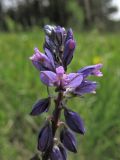 Polygala comosa