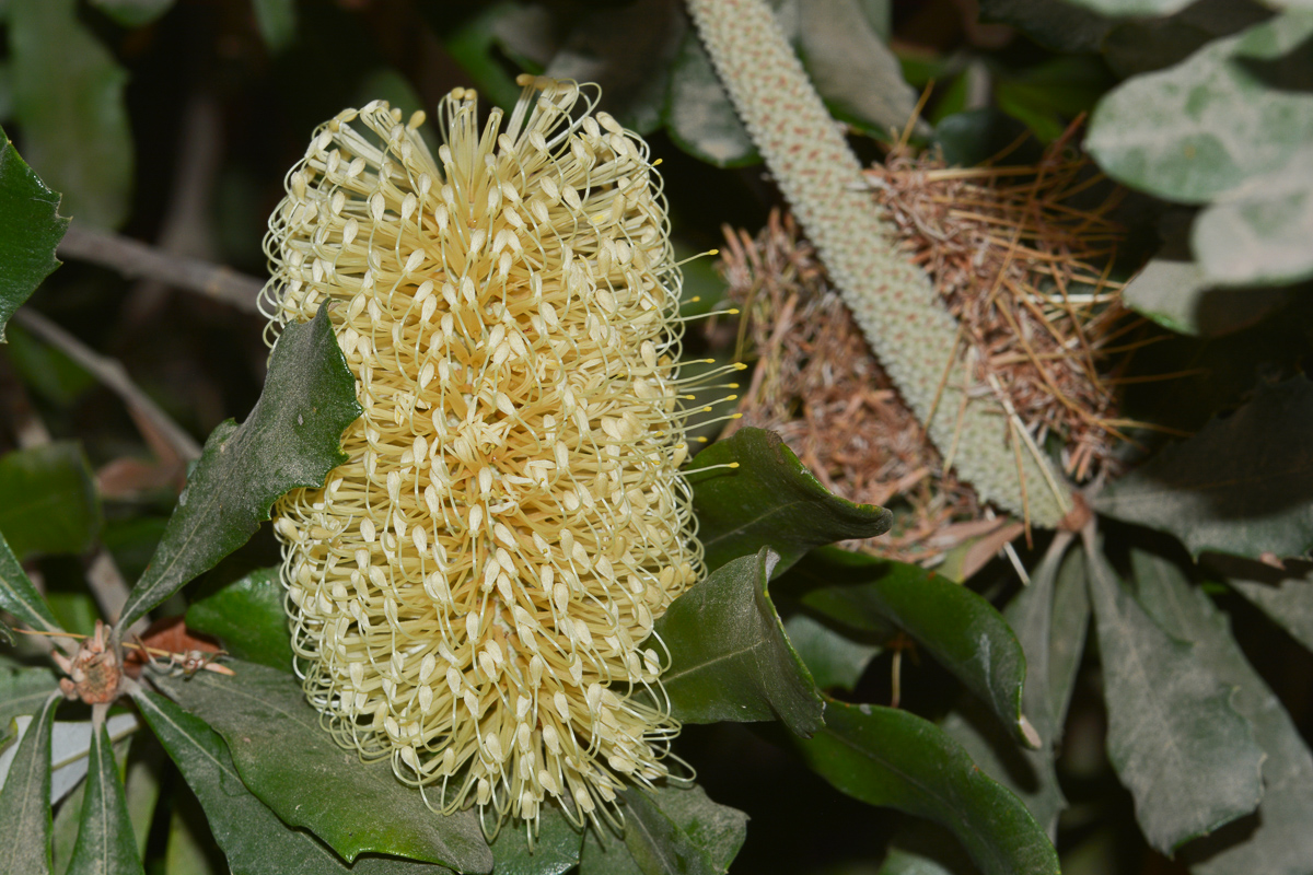 Image of Banksia integrifolia specimen.