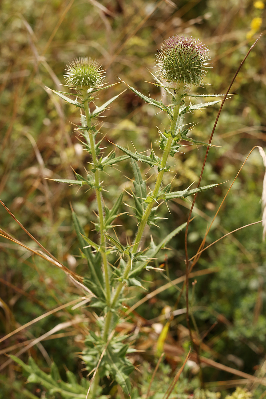 Изображение особи Cirsium serrulatum.