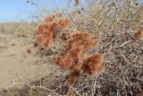 Calligonum × paletzkianum. Ветви с плодами. Узбекистан, Бухарская обл., Алатский р-н, мелкобугристые пески к северу от оз. Денгизкуль. 26.06.2021.