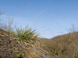 Sesleria alba