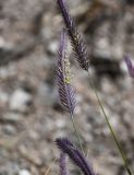 Hordeum nevskianum