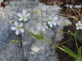 Cerastium pauciflorum. Соцветие. Республика Алтай, Кош-Агачский р-н, верховье р. Актру, правый берег р. Актру. 06.07.2022.