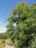 Carya illinoinensis. Плодоносящее растение. Краснодарский край, г. Адлер, парк \"Южные культуры\". 10.09.2022.