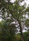 Pinus pinaster. Часть кроны с шишками и ствол. Болгария, г. Бургас, Приморский парк, в культуре. 16.09.2021.