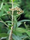 Spiraea × cinerea