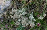 Teucrium capitatum