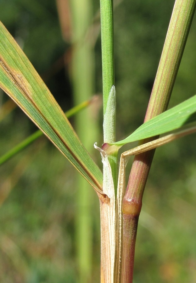 Изображение особи Calamagrostis phragmitoides.