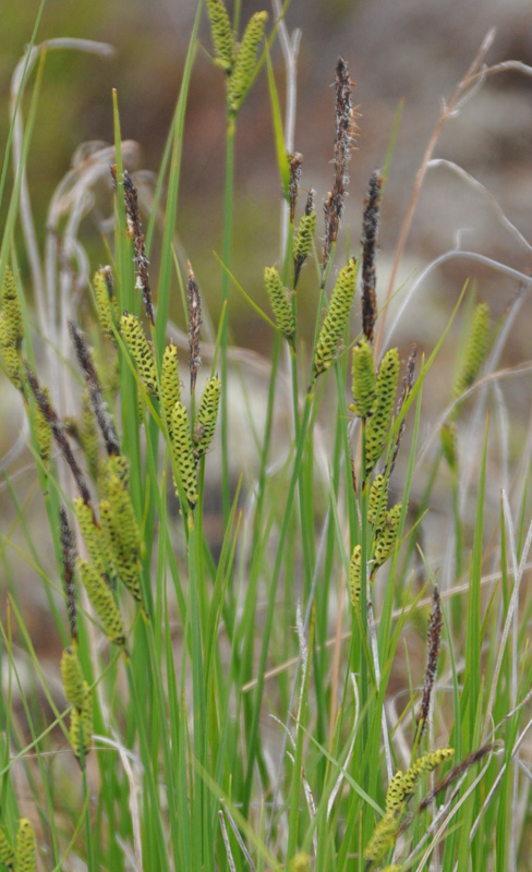 Изображение особи Carex juncella.