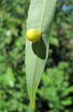 Salix acutifolia