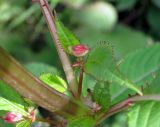 Impatiens glandulifera. Листья и стебель. Ленинградская область, окрестности поселка Токсово. 27 июля 2012 г.