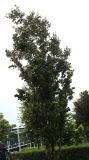 Zelkova serrata. Молодое дерево ('Fiekova'). Нидерланды, г. Venlo, \"Floriada 2012\". 11.09.2012.