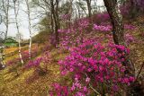 Rhododendron sichotense