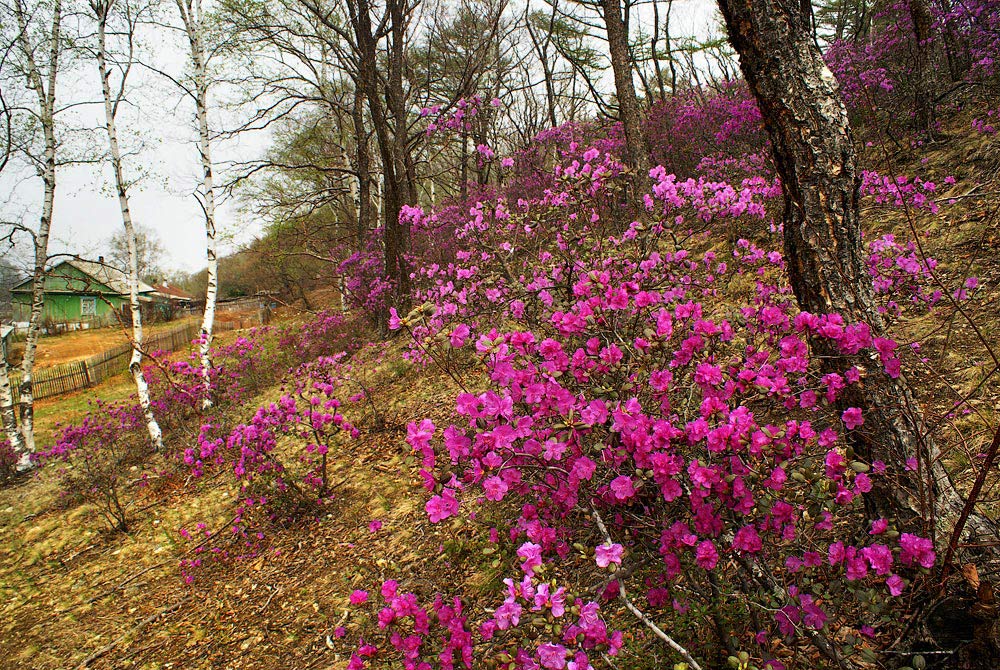 Изображение особи Rhododendron sichotense.