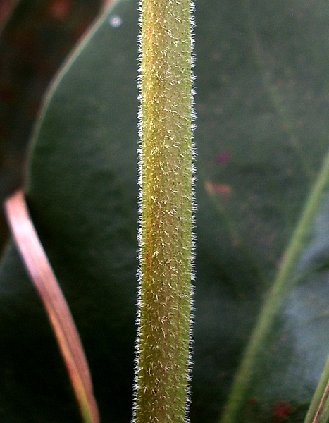 Image of Limonium coriarium specimen.