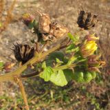 Abutilon theophrasti