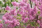 Syringa persica