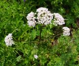 Valeriana dubia