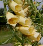 Digitalis grandiflora