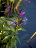 Lobelia sessilifolia